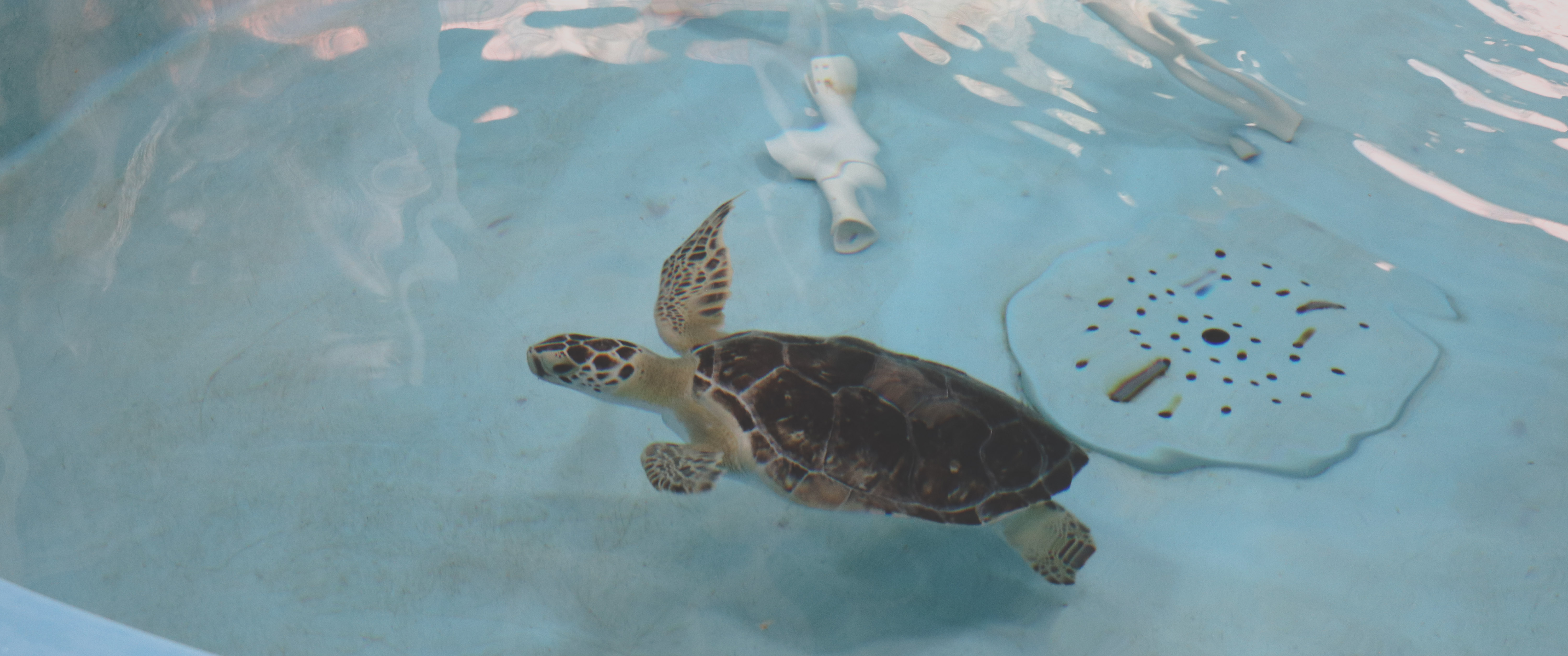 Sea turtle underwater